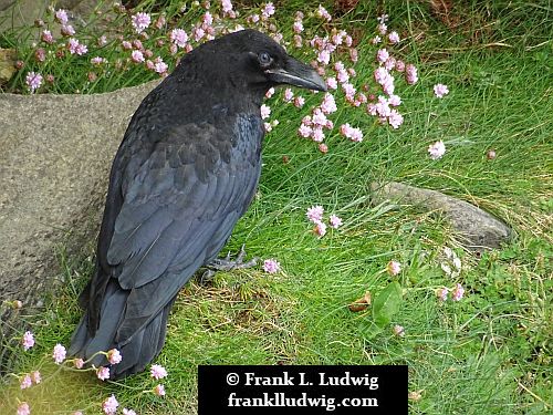 Ravens in Mullaghmore